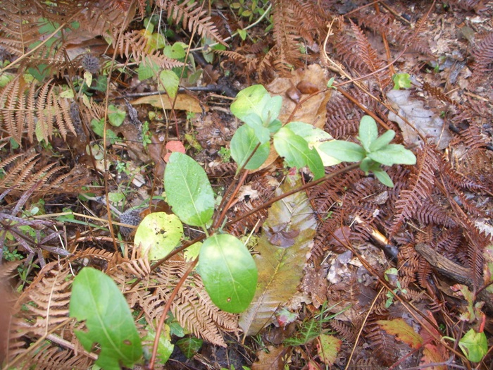 Rampicante - Lonicera sp.